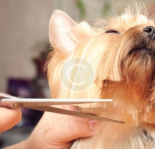 7 Small Pets for You