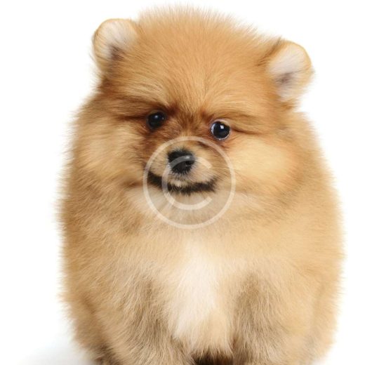 Pet Obesity is a Threat