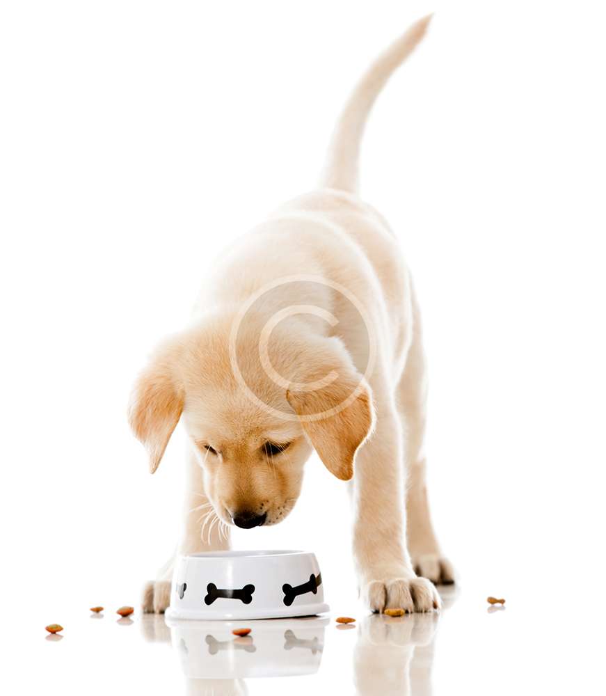 Feed for Alertness