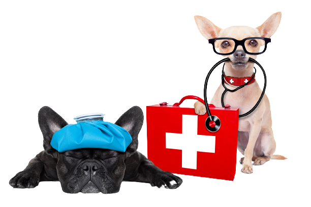 shutterstock_320897411-removebg-preview-Sofa-Veterinary